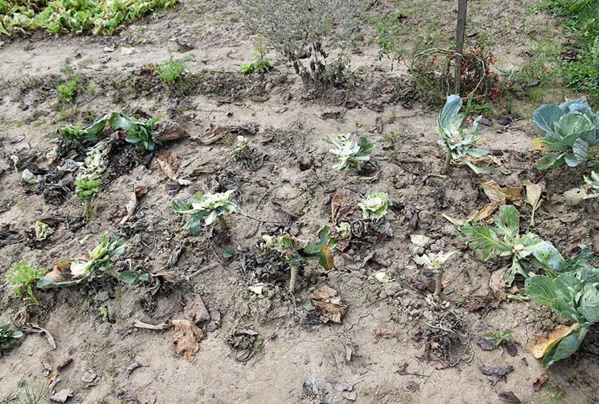RODNE VRTOVE U BABINOM VIRU PUSTOŠE KRADLJIVCI: Kradu rajčice, tikvice, papriku i kupus [FOTO]