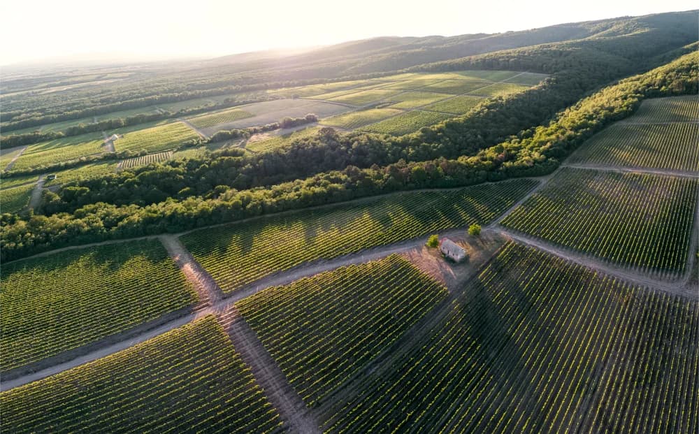 Završetak berbe 2023. i istaknuta svjetska priznanja /FOTO/
