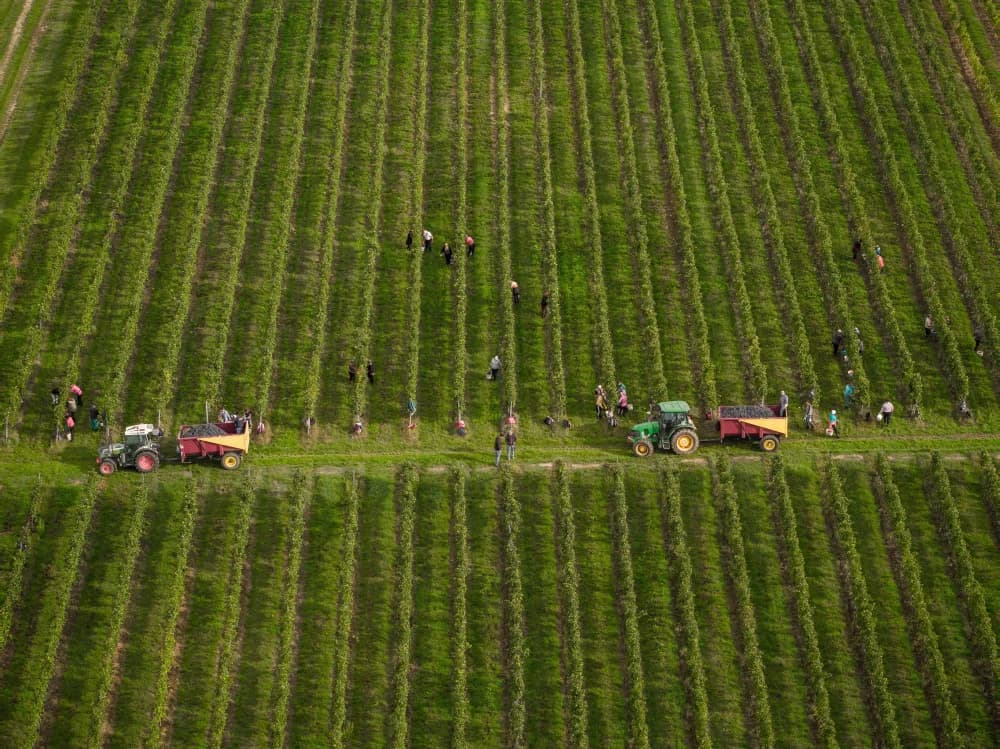 Završetak berbe 2023. i istaknuta svjetska priznanja /FOTO/