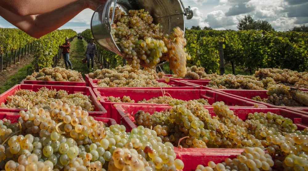 Završetak berbe 2023. i istaknuta svjetska priznanja /FOTO/