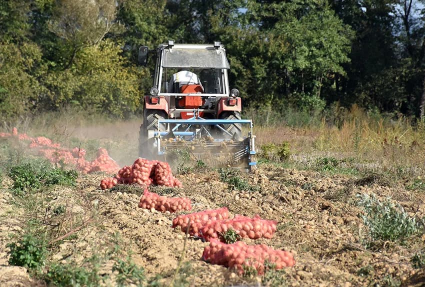 Urod krumpira je dobar i dobre kvalitete