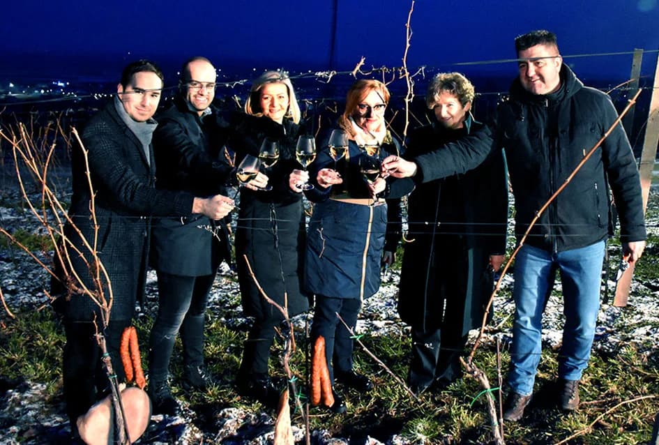PROSLAVA VINCELOVA: Orezani prvi trsovi u vinogradima Kutjeva d.d. i time započela nova vinogradarska godina