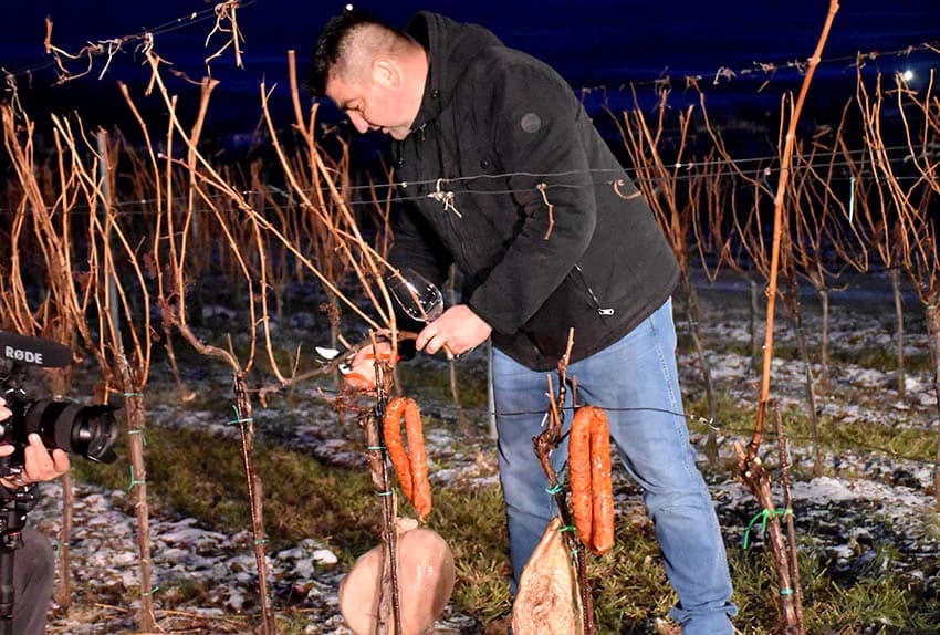PROSLAVA VINCELOVA: Orezani prvi trsovi u vinogradima Kutjeva d.d. i time započela nova vinogradarska godina