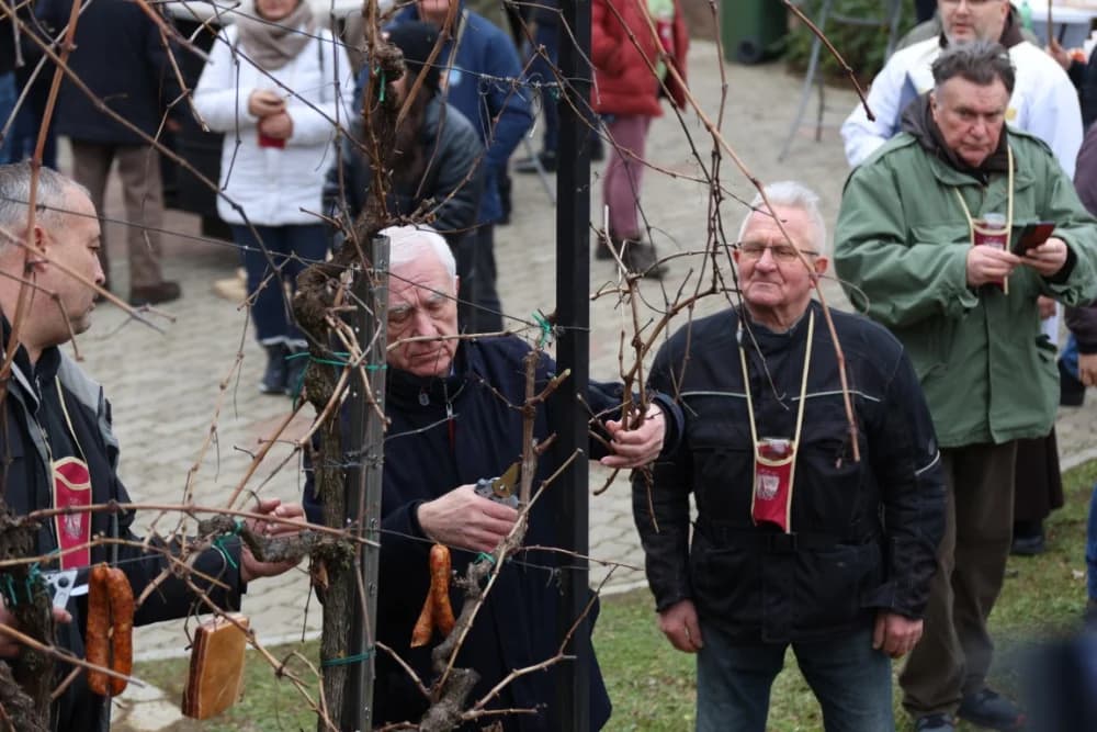 Na Požeškoj gori uz orezivanje trsova loze i blagoslov nazdravljeno novoj vinogradarskoj godini
