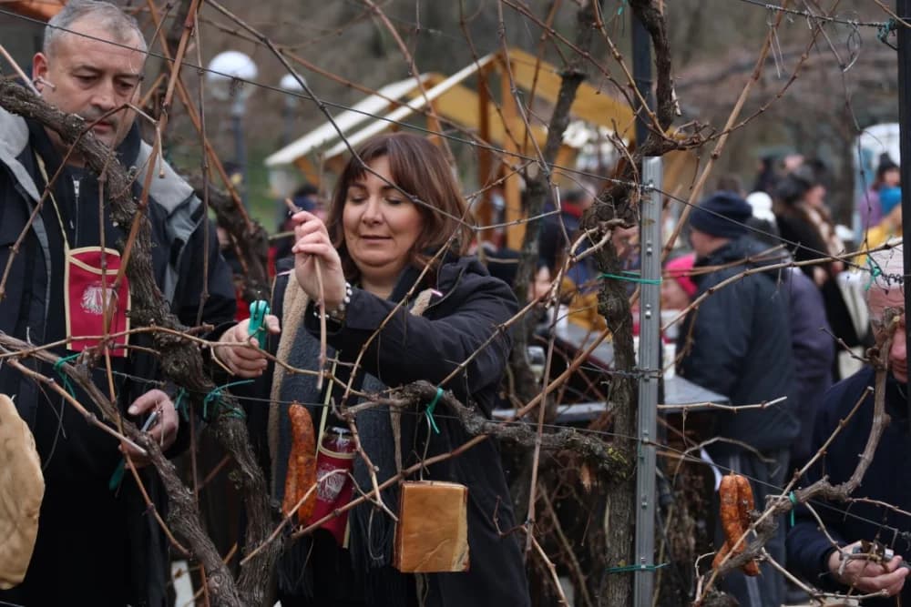 Na Požeškoj gori uz orezivanje trsova loze i blagoslov nazdravljeno novoj vinogradarskoj godini