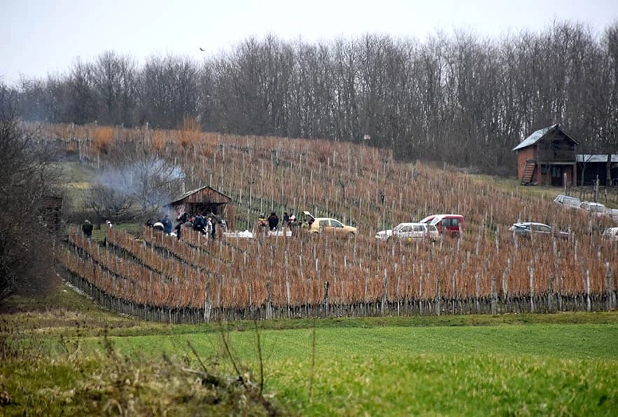 VINCELOVO NA VINKOMIRU SLAVIO DRAGO MAJSTOROVIĆ:  Zaželjeli obilan urod i kvalitetu graožđa
