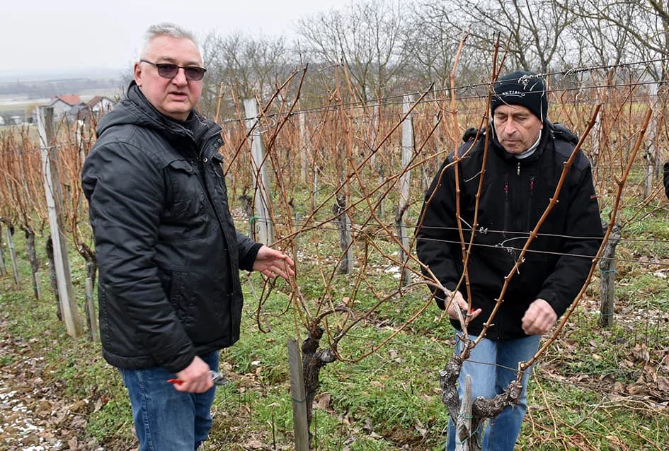 VINCELOVO NA VINKOMIRU SLAVIO DRAGO MAJSTOROVIĆ:  Zaželjeli obilan urod i kvalitetu graožđa
