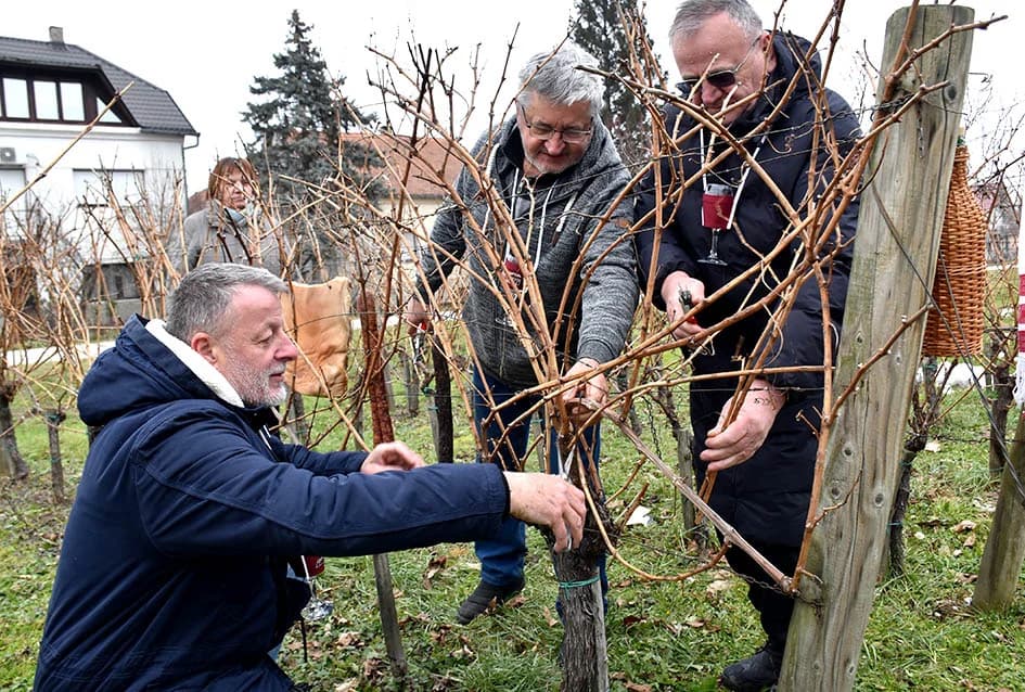VINCELOVO OBILJEŽILA UDRUGA “VINO-KAP” IZ KAPTOLA: Lozu orezali Branko i Zvonimir