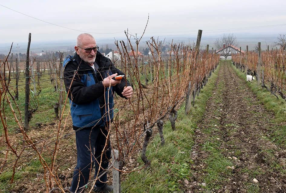Uz graševinu za Vincelovo i merlot kod obitelji Vlaste i Nenada Ostojića