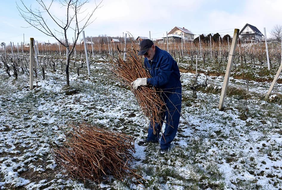 Uz graševinu za Vincelovo i merlot kod obitelji Vlaste i Nenada Ostojića