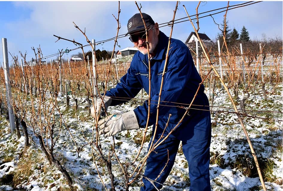 Uz graševinu za Vincelovo i merlot kod obitelji Vlaste i Nenada Ostojića