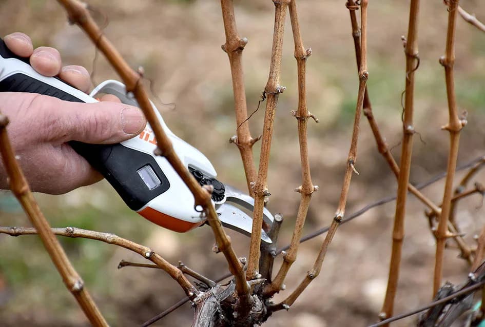 Uz graševinu za Vincelovo i merlot kod obitelji Vlaste i Nenada Ostojića