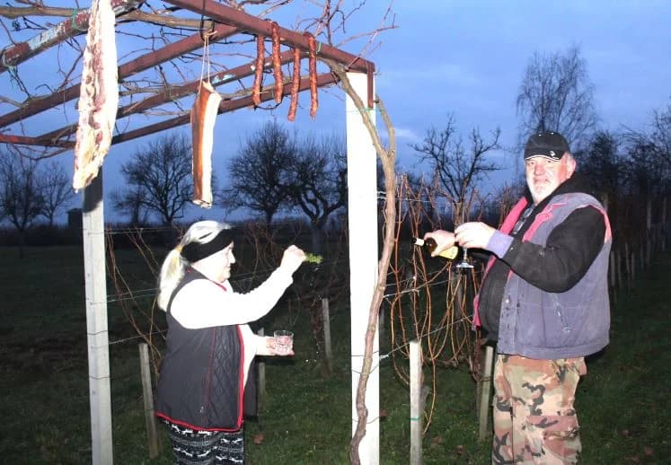 Vincelovo u vinogradu Ante Tomića u Pleterničkom vinogorju