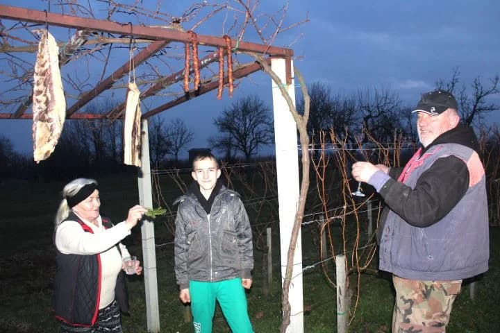 Vincelovo u vinogradu Ante Tomića u Pleterničkom vinogorju