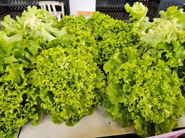 Obilježena četvrta godišnjica Gradske tržnice u Pleternici