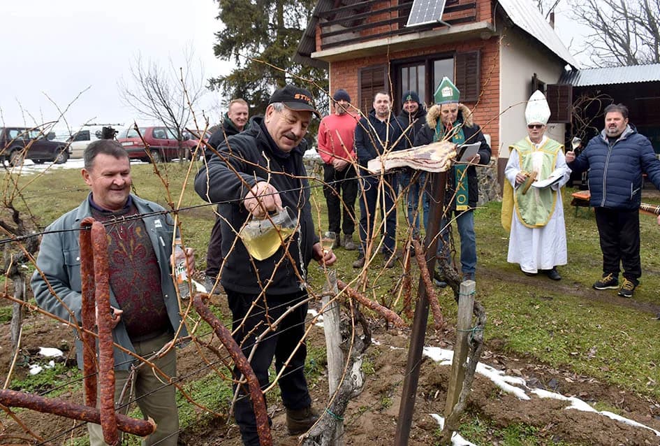 (F O T O) VINCELOVO U KAPTOLAČKIM VINOGRADIMA: Otvorene vatre, okićeni čokoti…