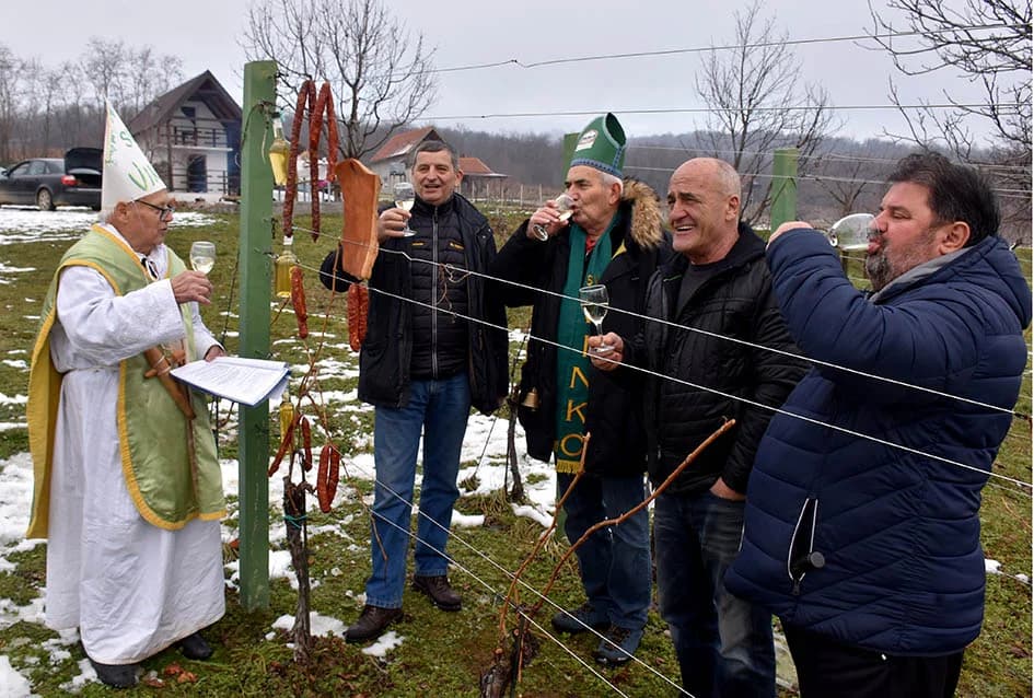 (F O T O) VINCELOVO U KAPTOLAČKIM VINOGRADIMA: Otvorene vatre, okićeni čokoti…