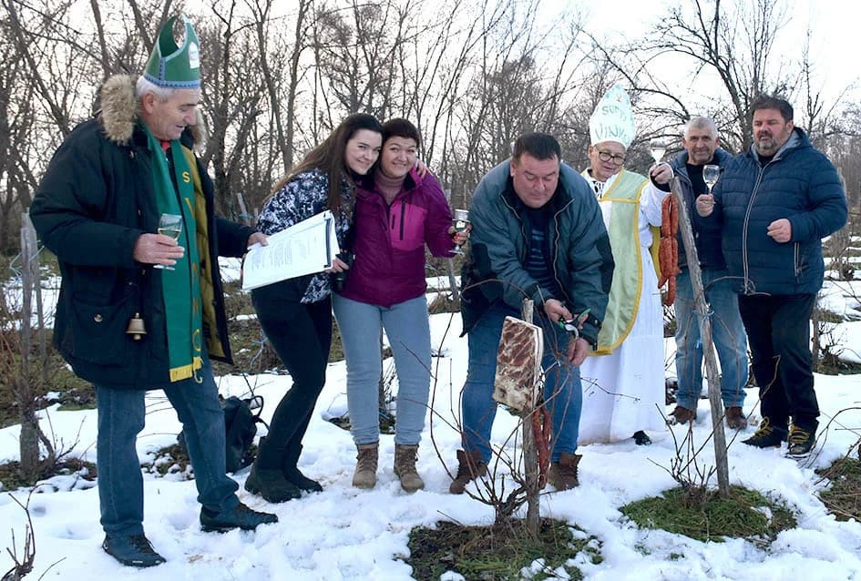 (F O T O) VINCELOVO U KAPTOLAČKIM VINOGRADIMA: Otvorene vatre, okićeni čokoti…