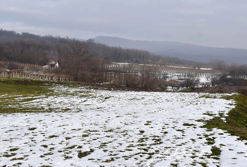 (F O T O) VINCELOVO U KAPTOLAČKIM VINOGRADIMA: Otvorene vatre, okićeni čokoti…