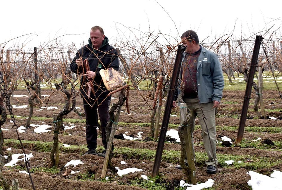 (F O T O) VINCELOVO U KAPTOLAČKIM VINOGRADIMA: Otvorene vatre, okićeni čokoti…