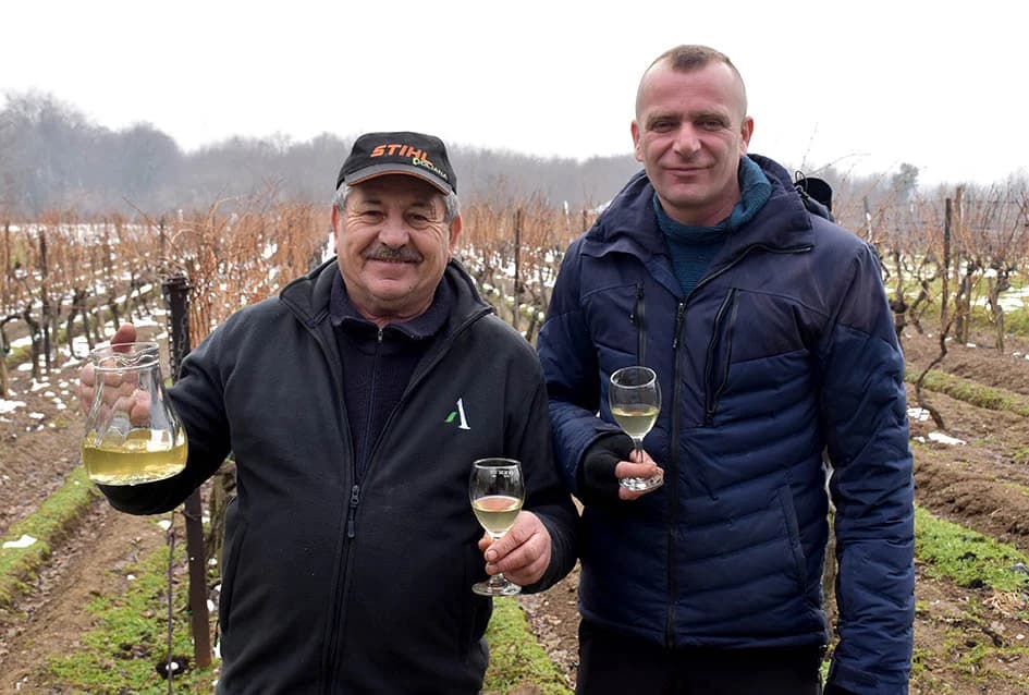 (F O T O) VINCELOVO U KAPTOLAČKIM VINOGRADIMA: Otvorene vatre, okićeni čokoti…