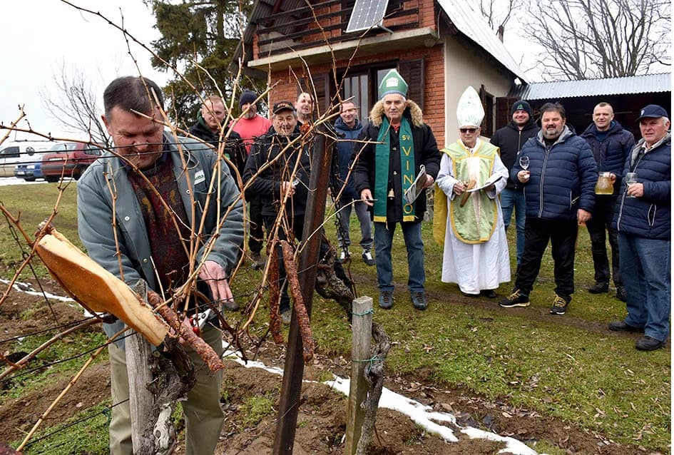 (F O T O) VINCELOVO U KAPTOLAČKIM VINOGRADIMA: Otvorene vatre, okićeni čokoti…