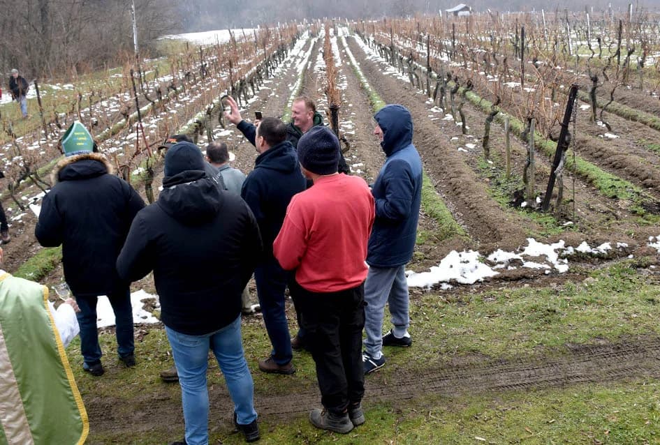 (F O T O) VINCELOVO U KAPTOLAČKIM VINOGRADIMA: Otvorene vatre, okićeni čokoti…