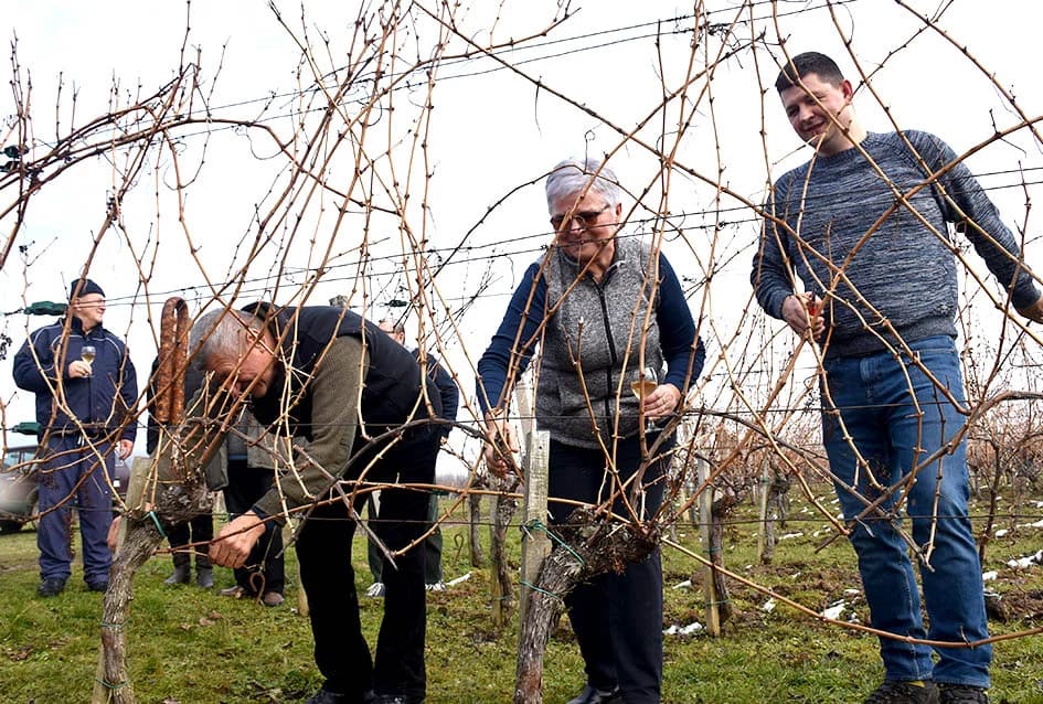 (F O T O) VINCELOVO U KAPTOLAČKIM VINOGRADIMA: Otvorene vatre, okićeni čokoti…