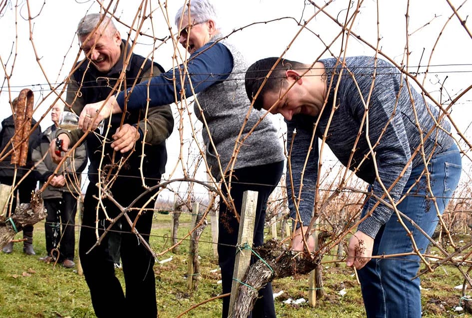(F O T O) VINCELOVO U KAPTOLAČKIM VINOGRADIMA: Otvorene vatre, okićeni čokoti…