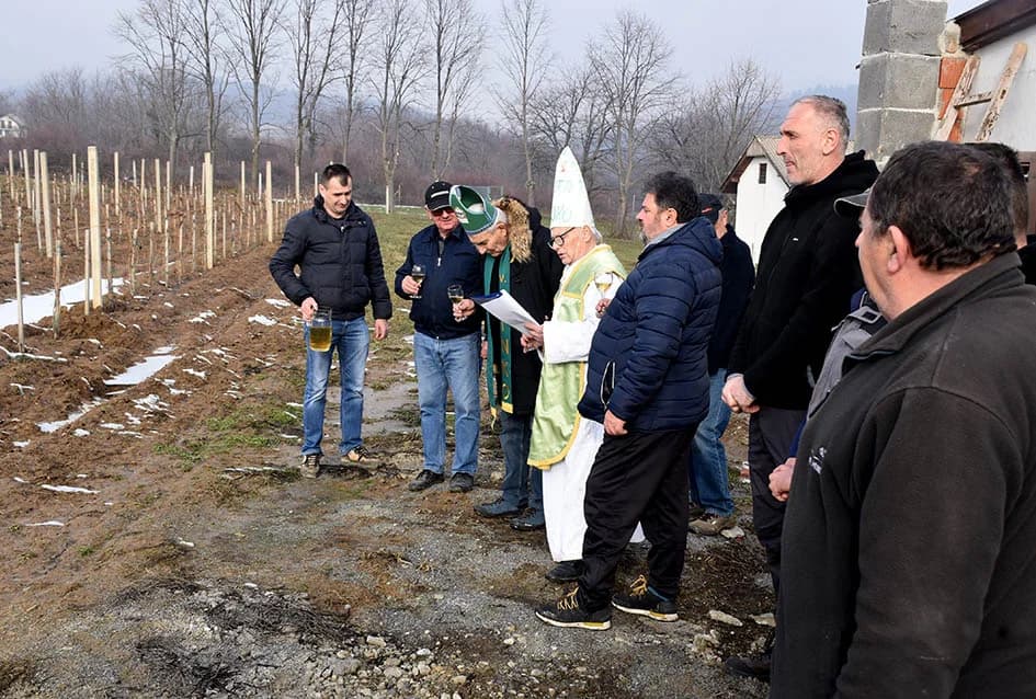 (F O T O) VINCELOVO U KAPTOLAČKIM VINOGRADIMA: Otvorene vatre, okićeni čokoti…