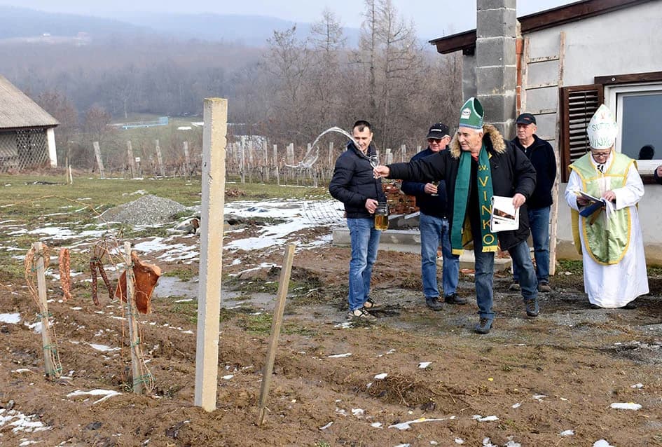 (F O T O) VINCELOVO U KAPTOLAČKIM VINOGRADIMA: Otvorene vatre, okićeni čokoti…