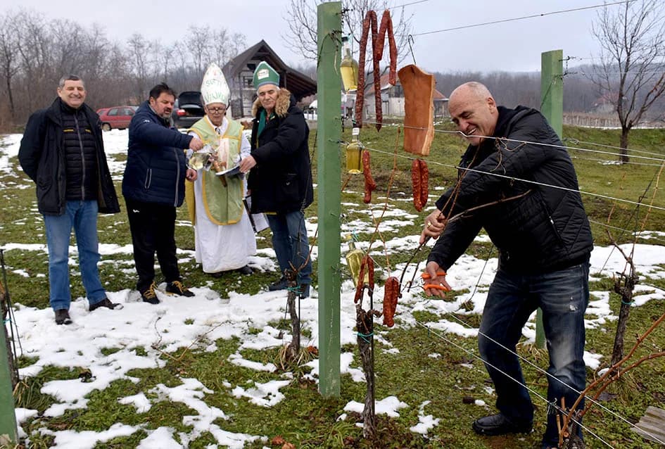 (F O T O) VINCELOVO U KAPTOLAČKIM VINOGRADIMA: Otvorene vatre, okićeni čokoti…