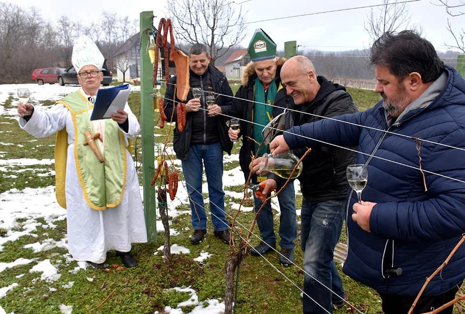 (F O T O) VINCELOVO U KAPTOLAČKIM VINOGRADIMA: Otvorene vatre, okićeni čokoti…