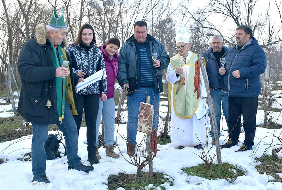 (F O T O) VINCELOVO U KAPTOLAČKIM VINOGRADIMA: Otvorene vatre, okićeni čokoti…