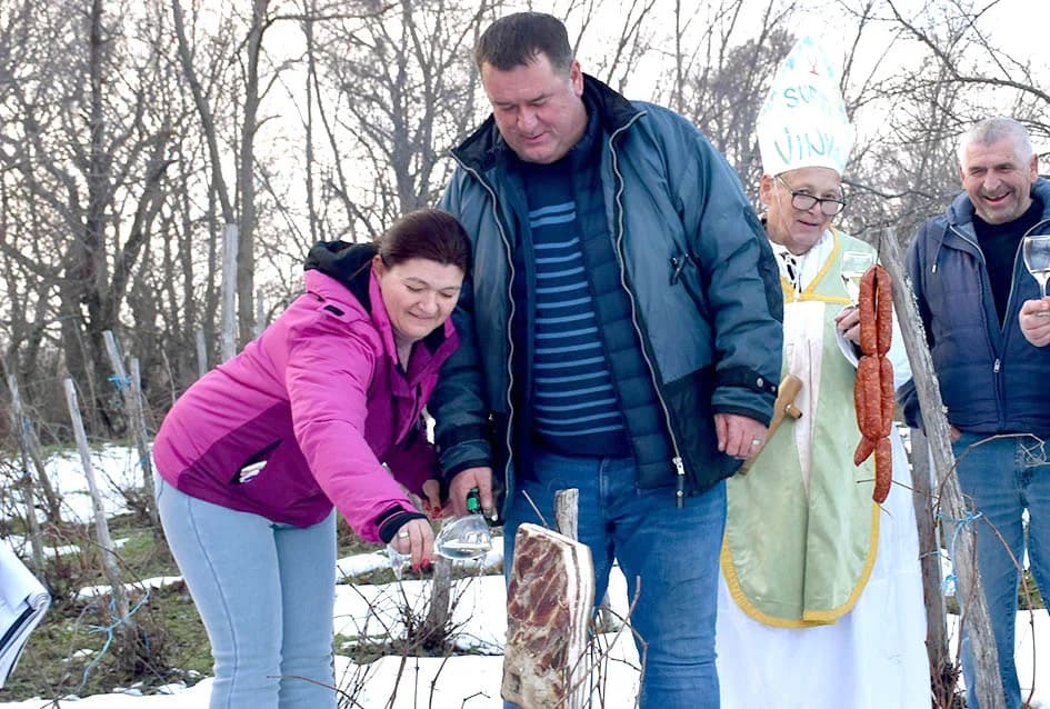 (F O T O) VINCELOVO U KAPTOLAČKIM VINOGRADIMA: Otvorene vatre, okićeni čokoti…