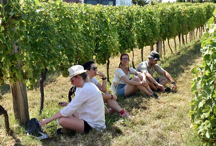 [FOTOGALERIJA] Uz jelo i piće kaptolačkim vinogradima prošlo više od četiri stotine sudionika