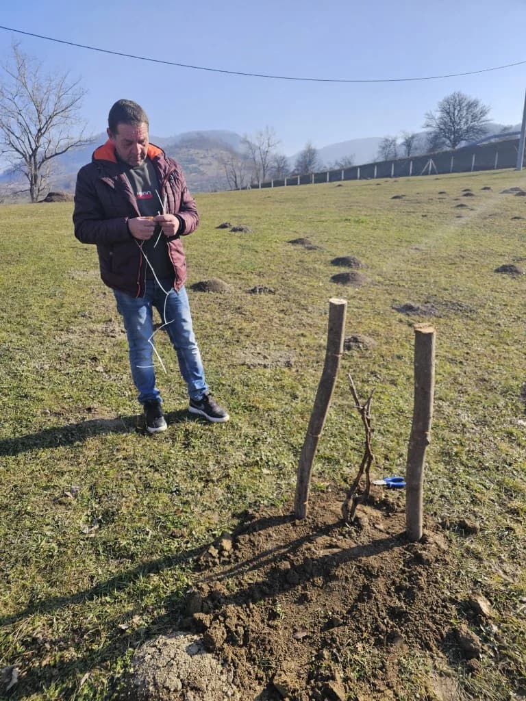 Trsovi koji spajaju: Kotorvarošani naseljeni u kutjevačkom kraju sa danas svojim gradonačelnikom Josipom Budimirom posadili lozu u rodnoj grudi!