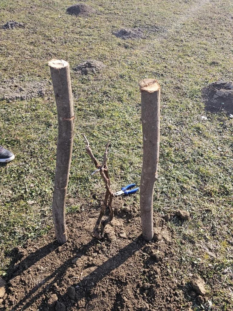 Trsovi koji spajaju: Kotorvarošani naseljeni u kutjevačkom kraju sa danas svojim gradonačelnikom Josipom Budimirom posadili lozu u rodnoj grudi!