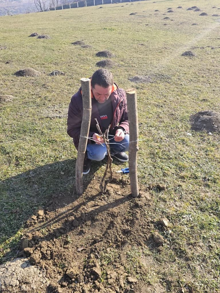 Trsovi koji spajaju: Kotorvarošani naseljeni u kutjevačkom kraju sa danas svojim gradonačelnikom Josipom Budimirom posadili lozu u rodnoj grudi!