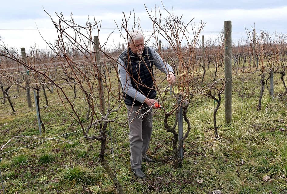 AGRONOM BOŽO BOKŠIĆ IZ VELIKE: Voćar, vinogradar i pedagog