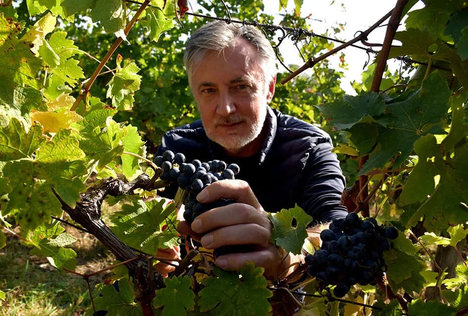 MIROSLAV ŠKORO ZAVRŠIO OVOGODIŠNJU BERBU U VINOGRADU U MITROVCU: Bolji pjevač nego berač