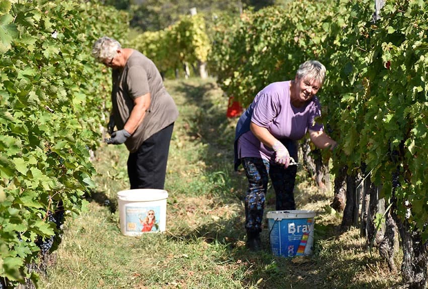 MIROSLAV ŠKORO ZAVRŠIO OVOGODIŠNJU BERBU U VINOGRADU U MITROVCU: Bolji pjevač nego berač
