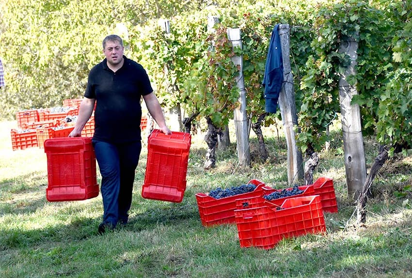 MIROSLAV ŠKORO ZAVRŠIO OVOGODIŠNJU BERBU U VINOGRADU U MITROVCU: Bolji pjevač nego berač