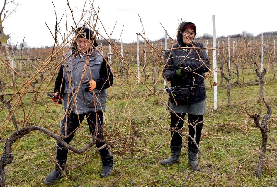 Kata i Đurđa tandem za radove u vinogradu