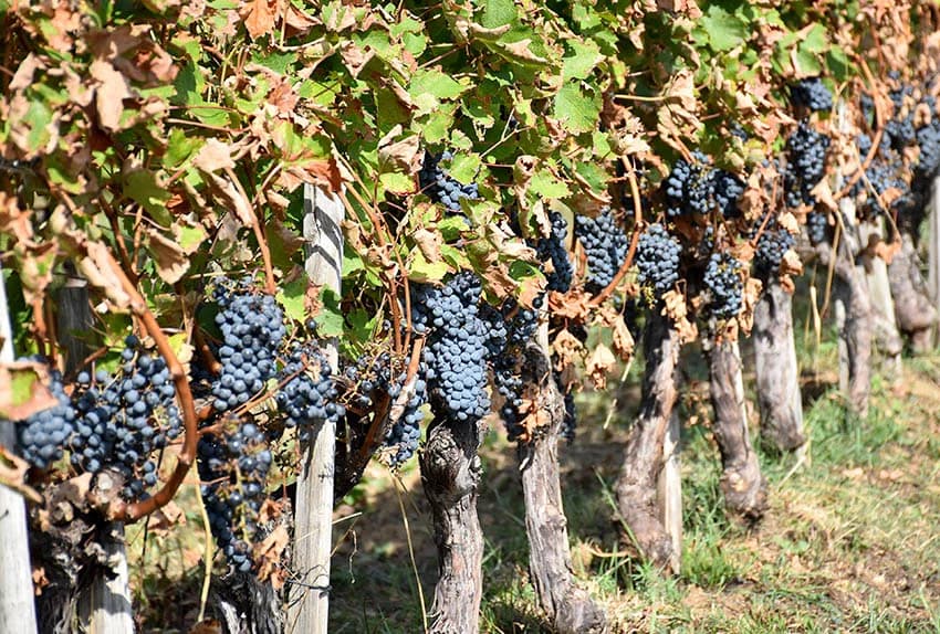 MIROSLAV ŠKORO ZAVRŠIO OVOGODIŠNJU BERBU U VINOGRADU U MITROVCU: Bolji pjevač nego berač