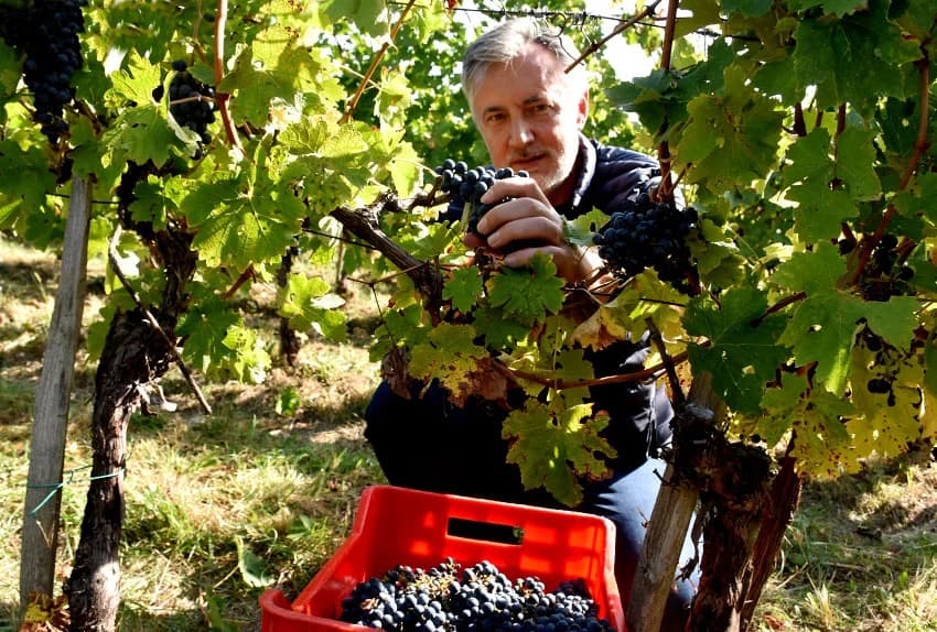 MIROSLAV ŠKORO ZAVRŠIO OVOGODIŠNJU BERBU U VINOGRADU U MITROVCU: Bolji pjevač nego berač