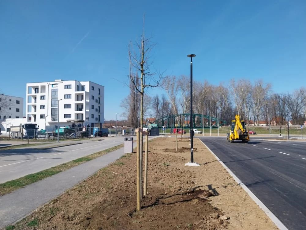 Sadnja drveća na tržnici u Cvjetnoj ulici