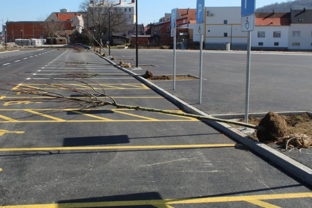 Sadnja drveća na tržnici u Cvjetnoj ulici