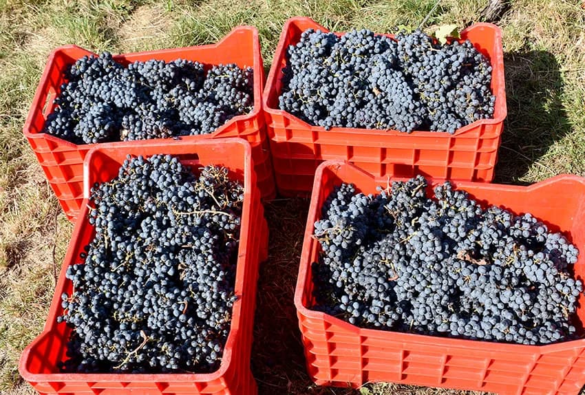 MIROSLAV ŠKORO ZAVRŠIO OVOGODIŠNJU BERBU U VINOGRADU U MITROVCU: Bolji pjevač nego berač