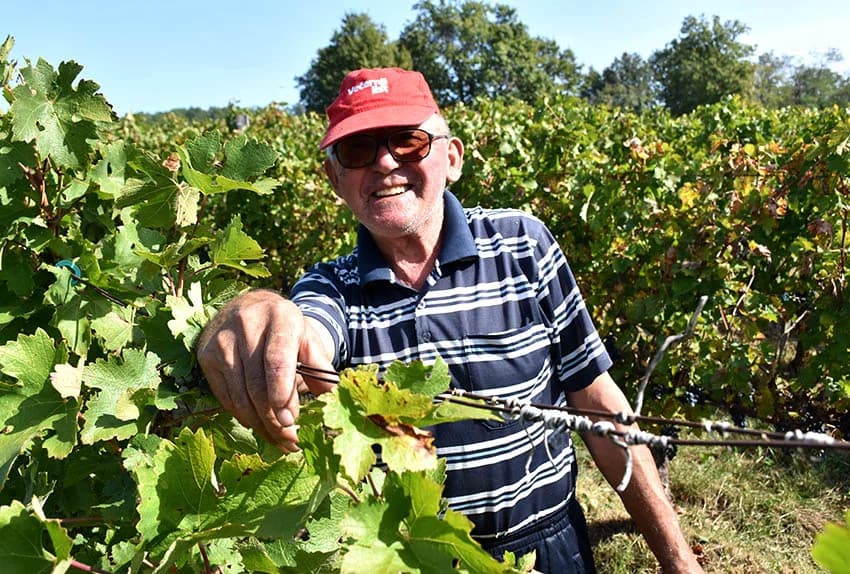 MIROSLAV ŠKORO ZAVRŠIO OVOGODIŠNJU BERBU U VINOGRADU U MITROVCU: Bolji pjevač nego berač